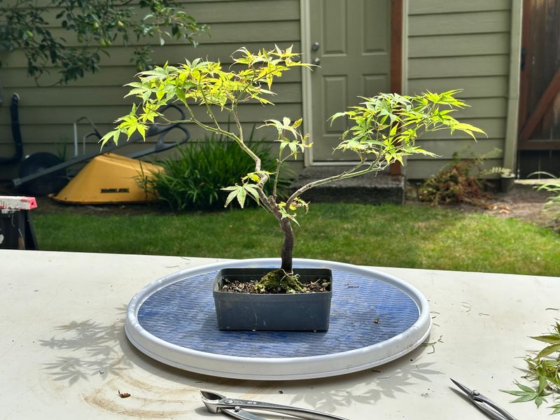 Japanese Maple 8 — Prune — 2025-07-19