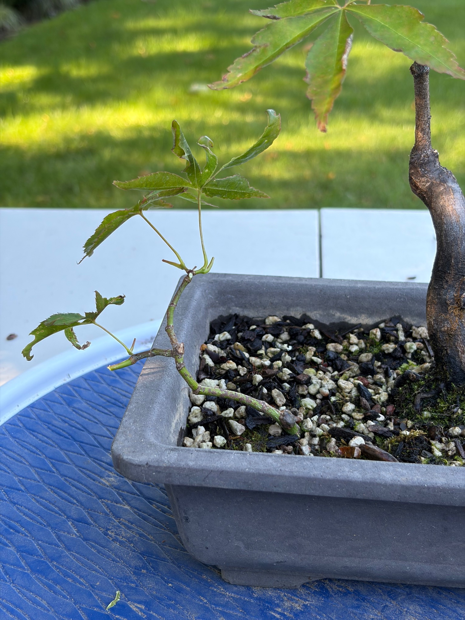 Japanese Maple 8 — Prune — 2026-06-13