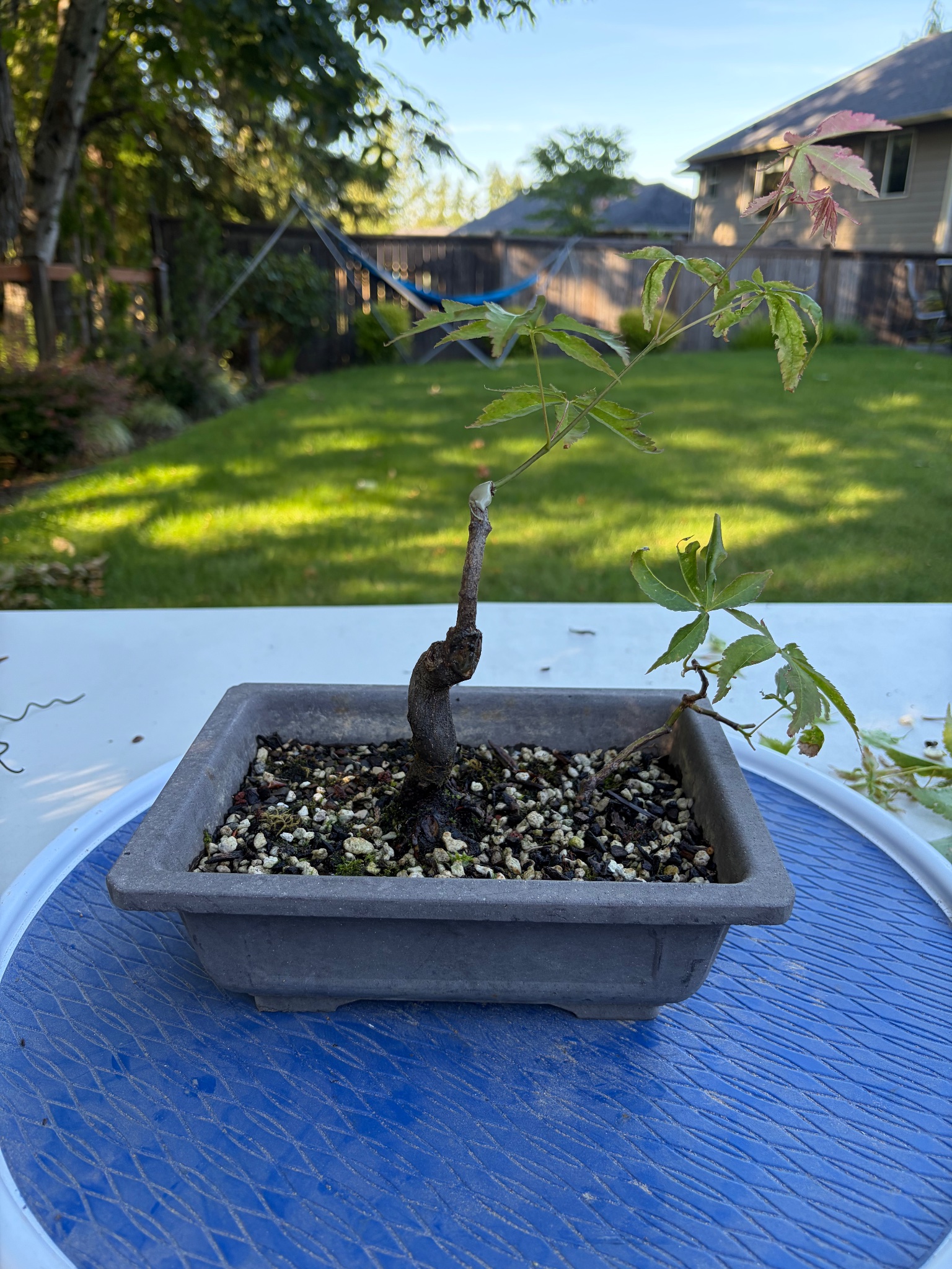 Japanese Maple 8 — Prune — 2026-06-13