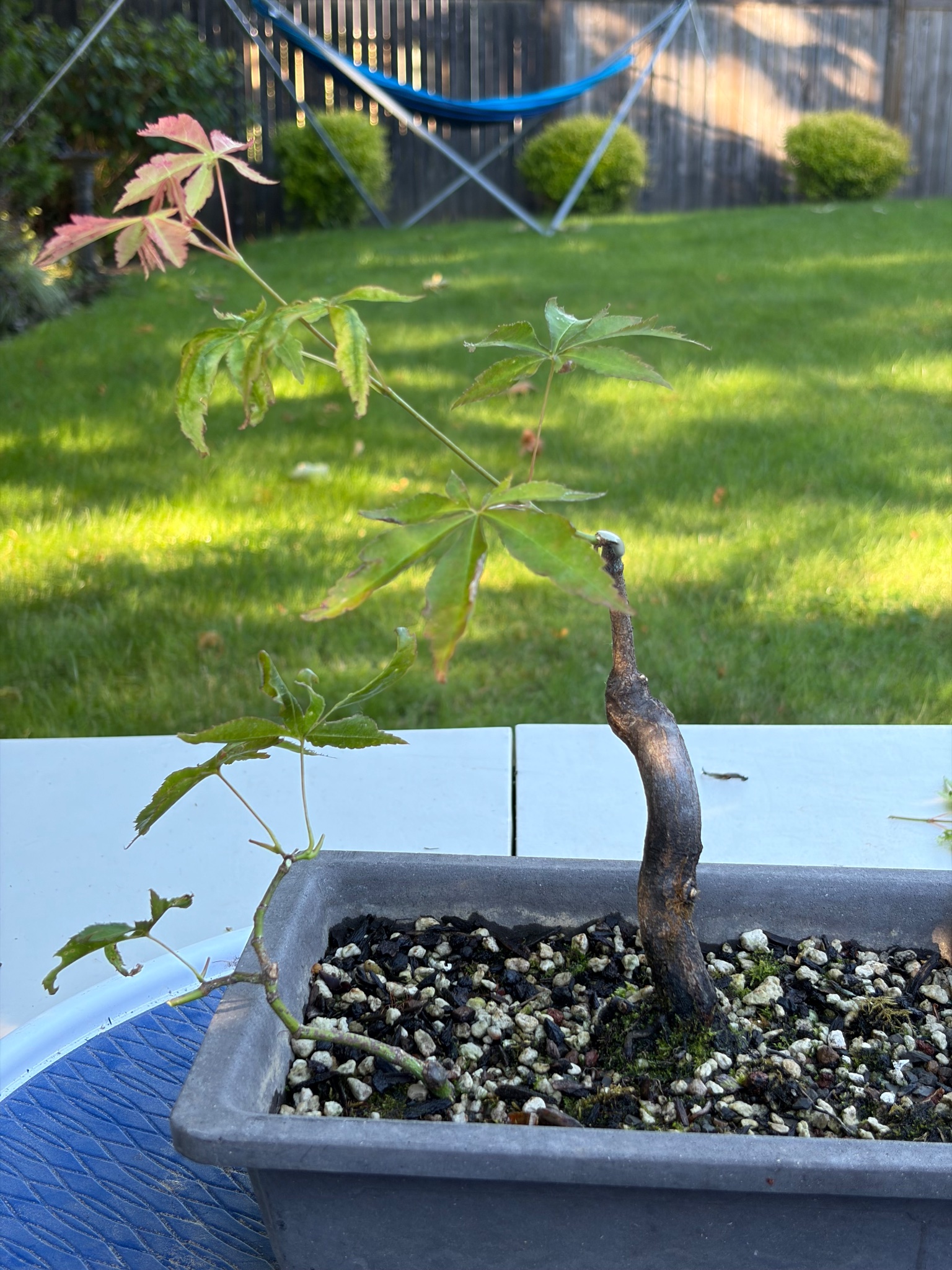 Japanese Maple 8 — Prune — 2026-06-13