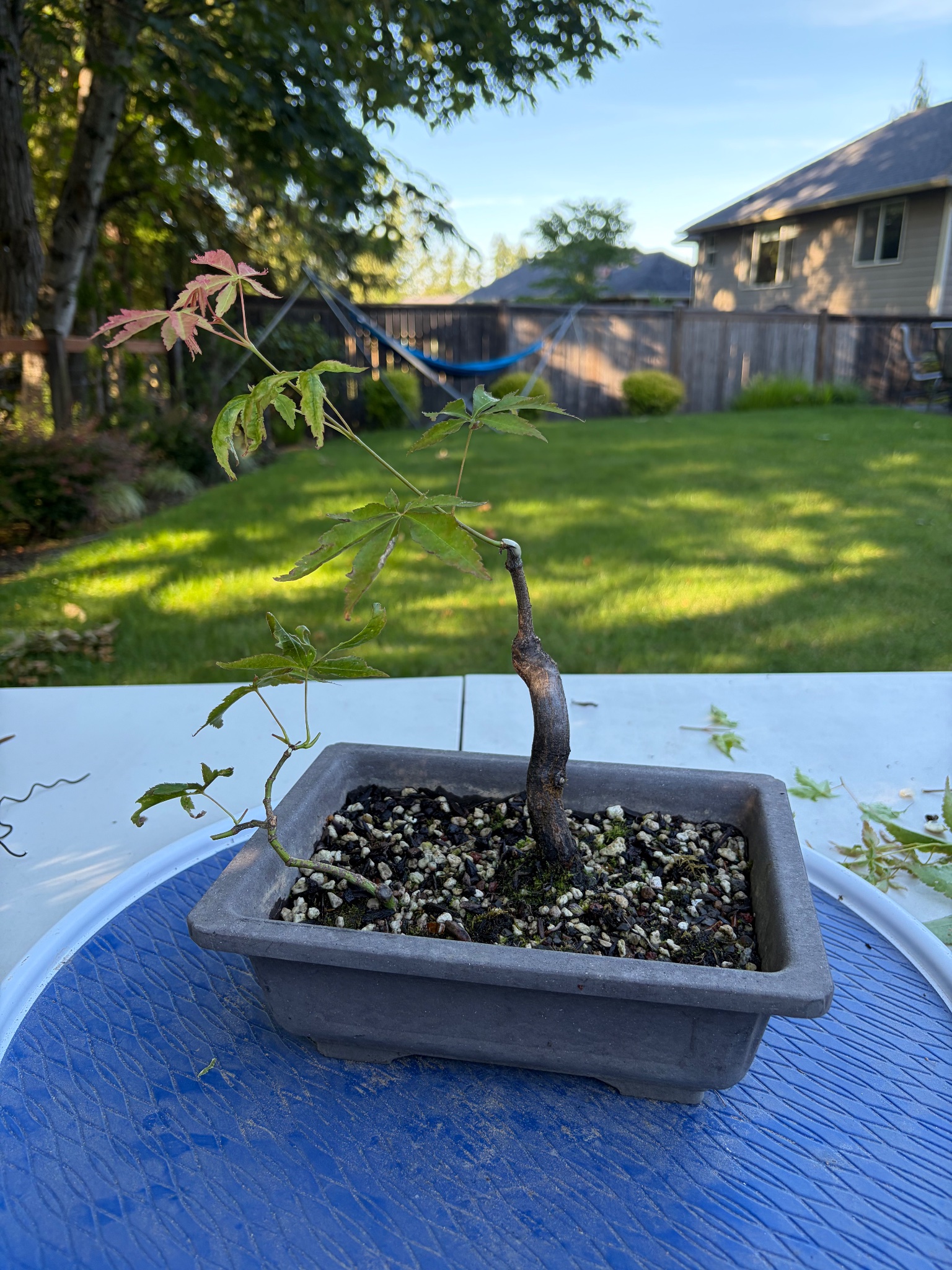 Japanese Maple 8 — Prune — 2026-06-13