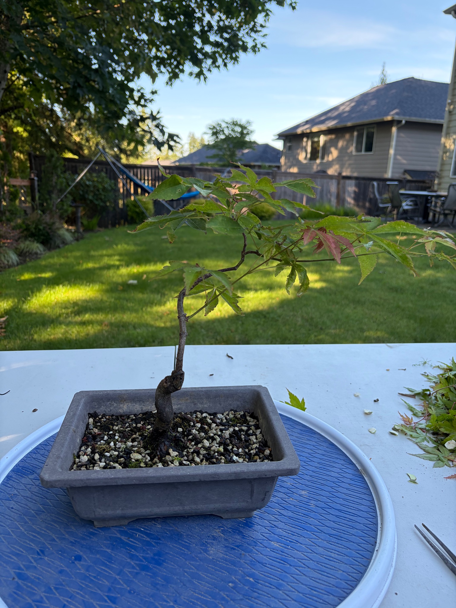 Japanese Maple 8 — Prune — 2026-06-13