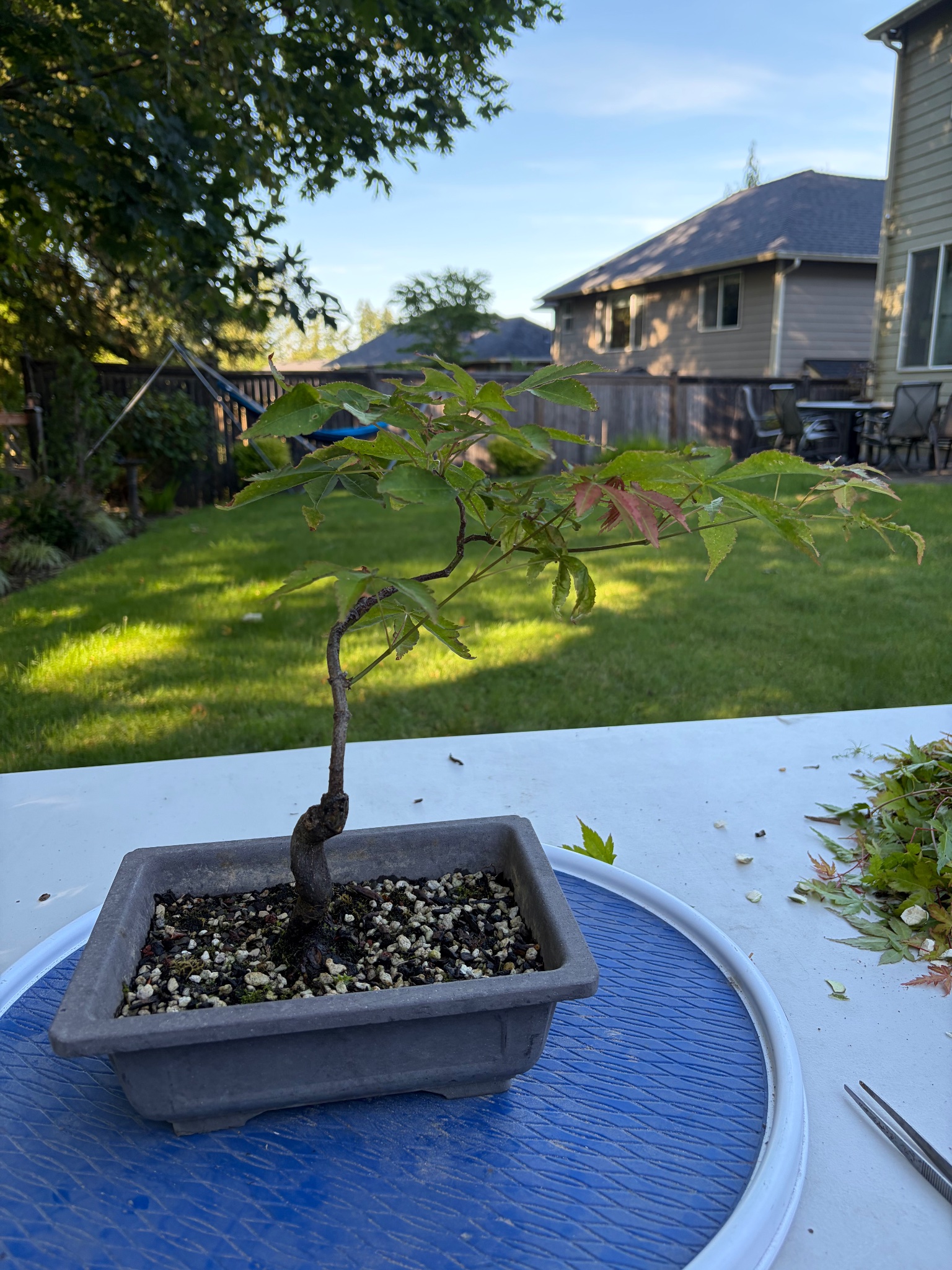 Japanese Maple 8 — Prune — 2026-06-13