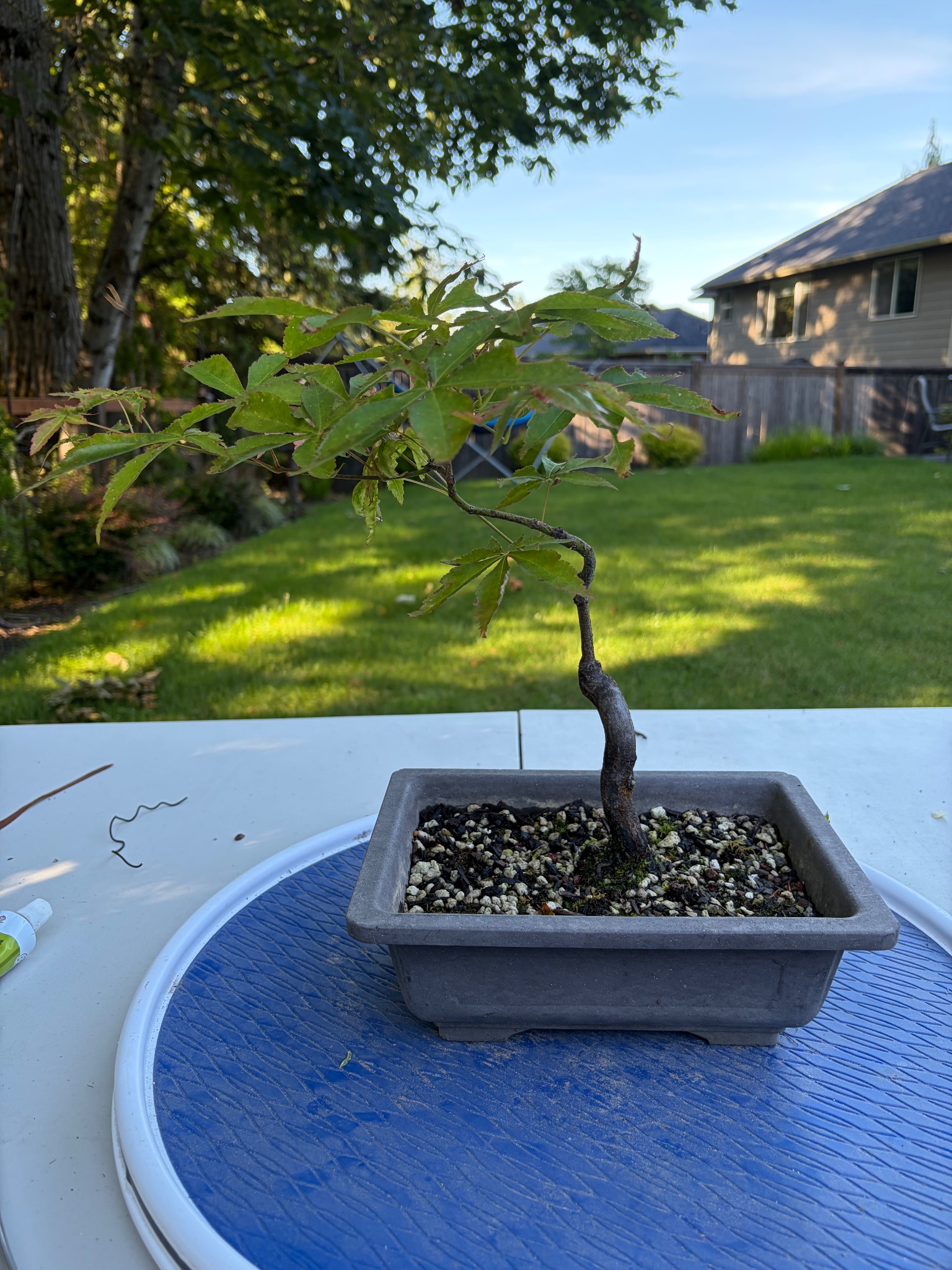 Japanese Maple 8 — Prune — 2026-06-13