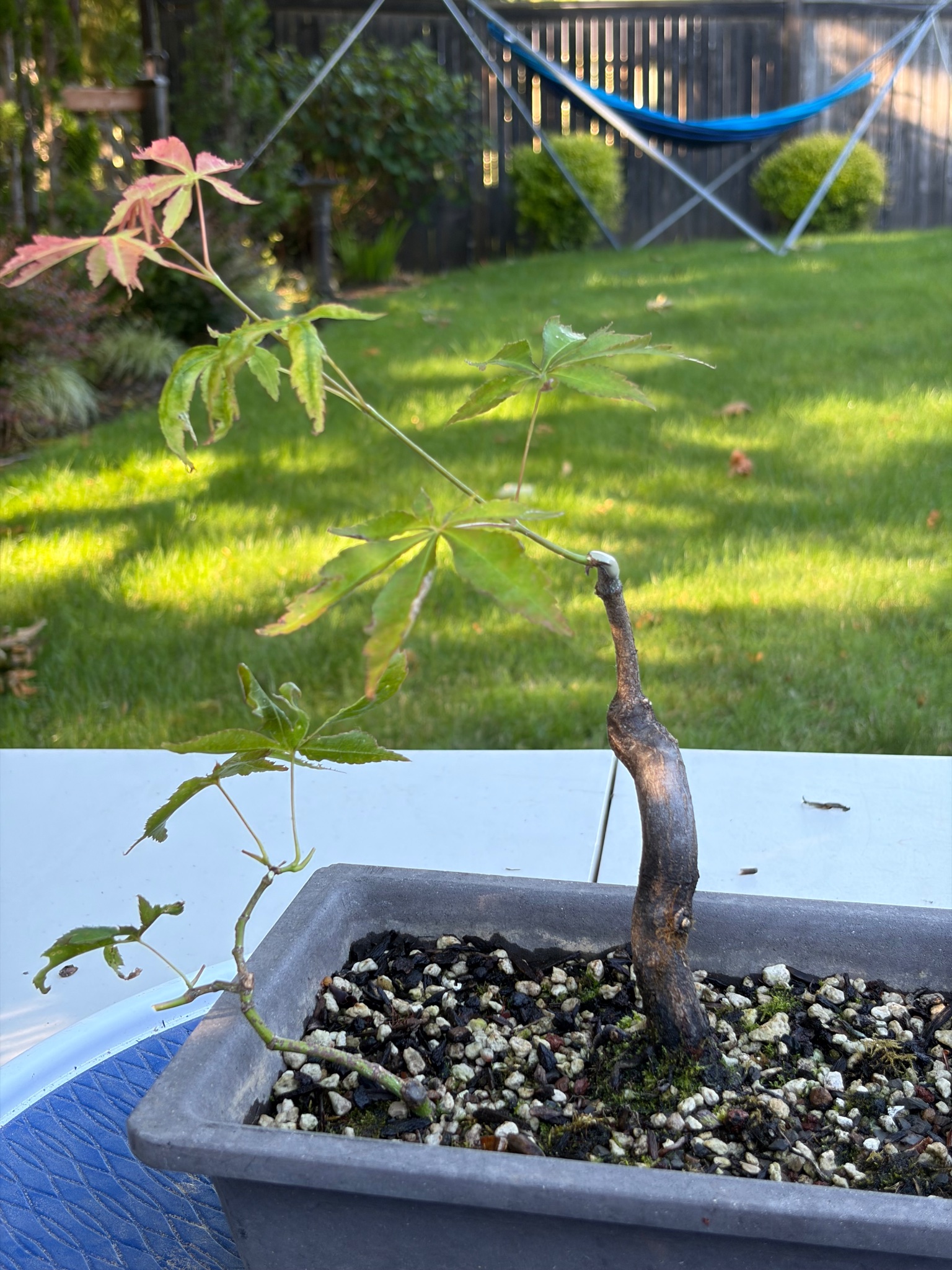 Japanese Maple 8 — Prune — 2026-06-13