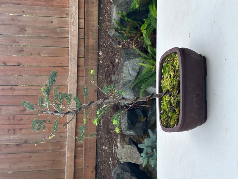 Engelmann Spruce 1 — Observation — 2025-07-14