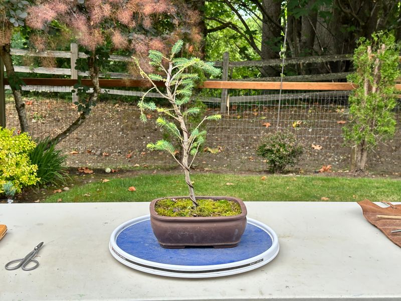 Engelmann Spruce 1 — Unwire — 2025-07-19