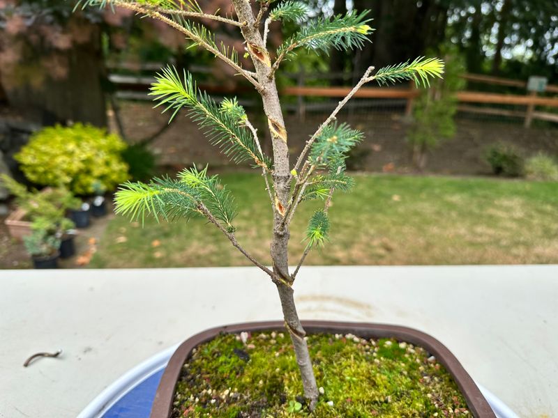 Engelmann Spruce 1 — Unwire — 2025-07-19