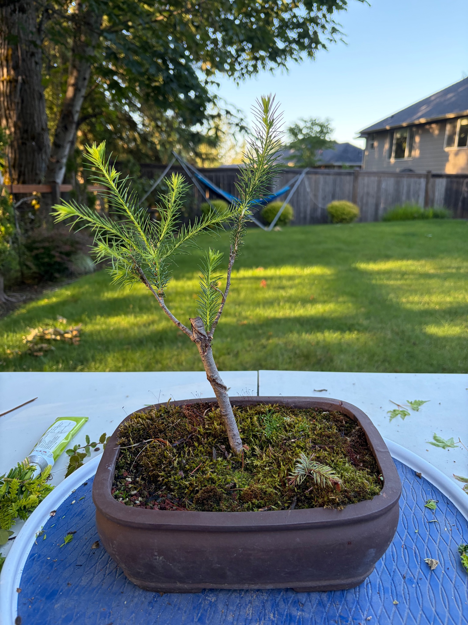 Engelmann Spruce 1 — Prune — 2026-06-13