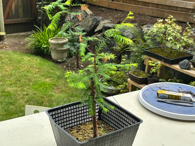 Dawn Redwood 1 — Observation — 2025-07-19