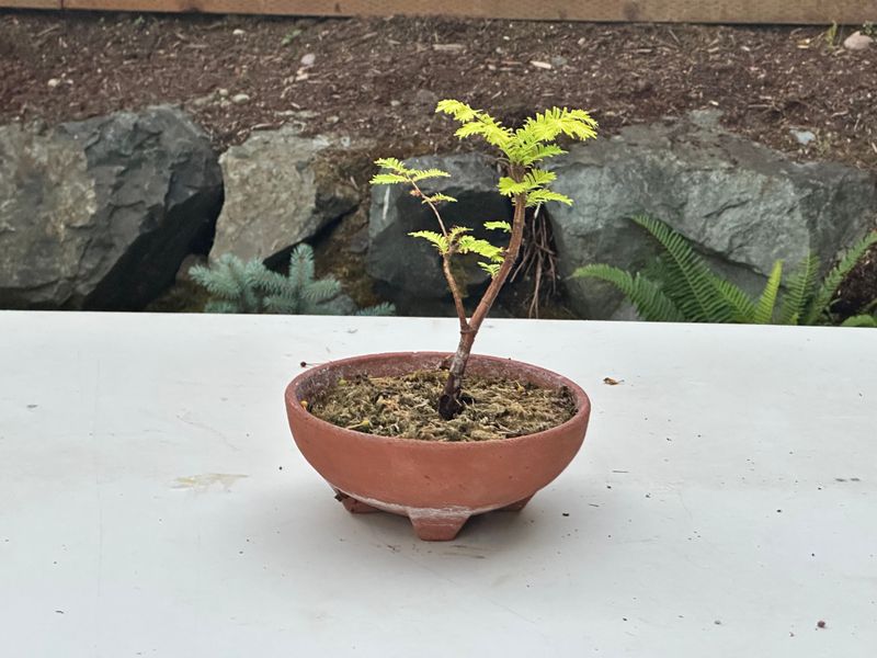 Dawn Redwood 2 — Observation — 2025-07-14