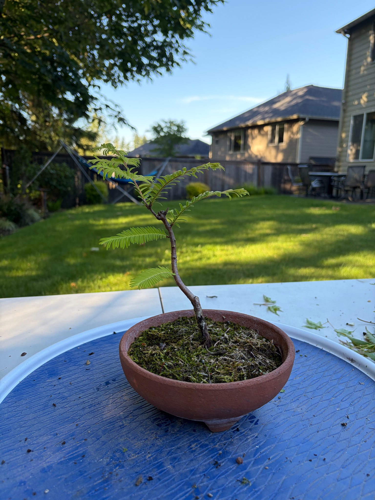 Dawn Redwood 2 — Observation — 2026-06-13