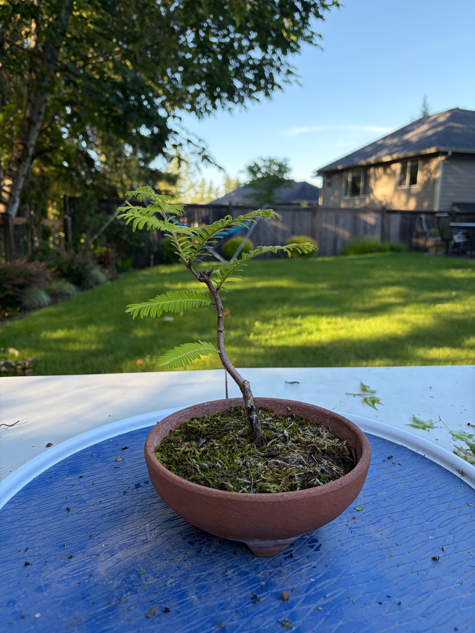 Dawn Redwood 2 — Observation — 2026-06-13