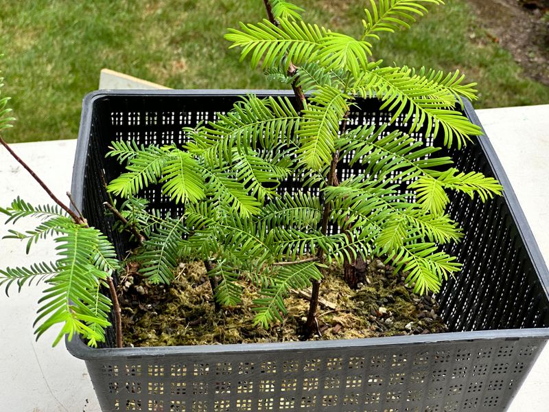 Dawn Redwood 3 — Observation — 2025-07-19