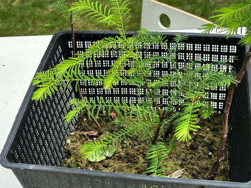 Dawn Redwood 3 — Observation — 2025-07-19