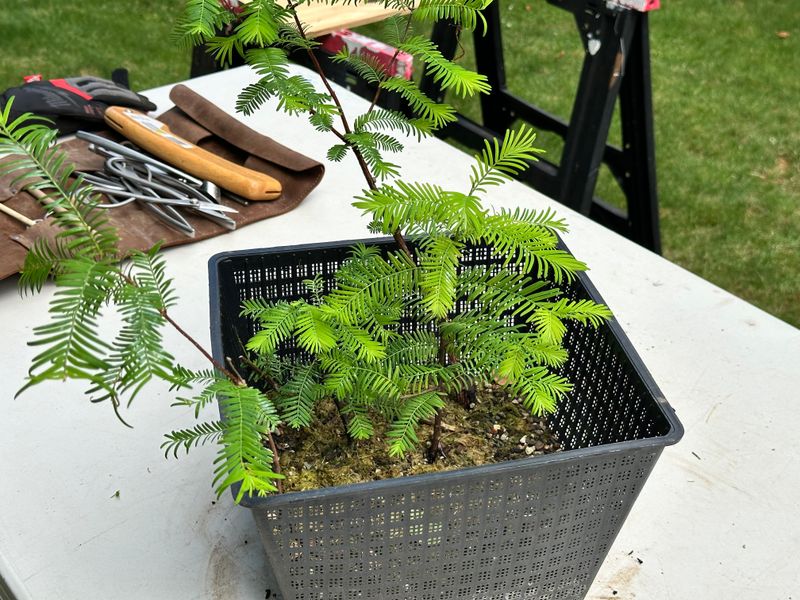 Dawn Redwood 3 — Observation — 2025-07-19