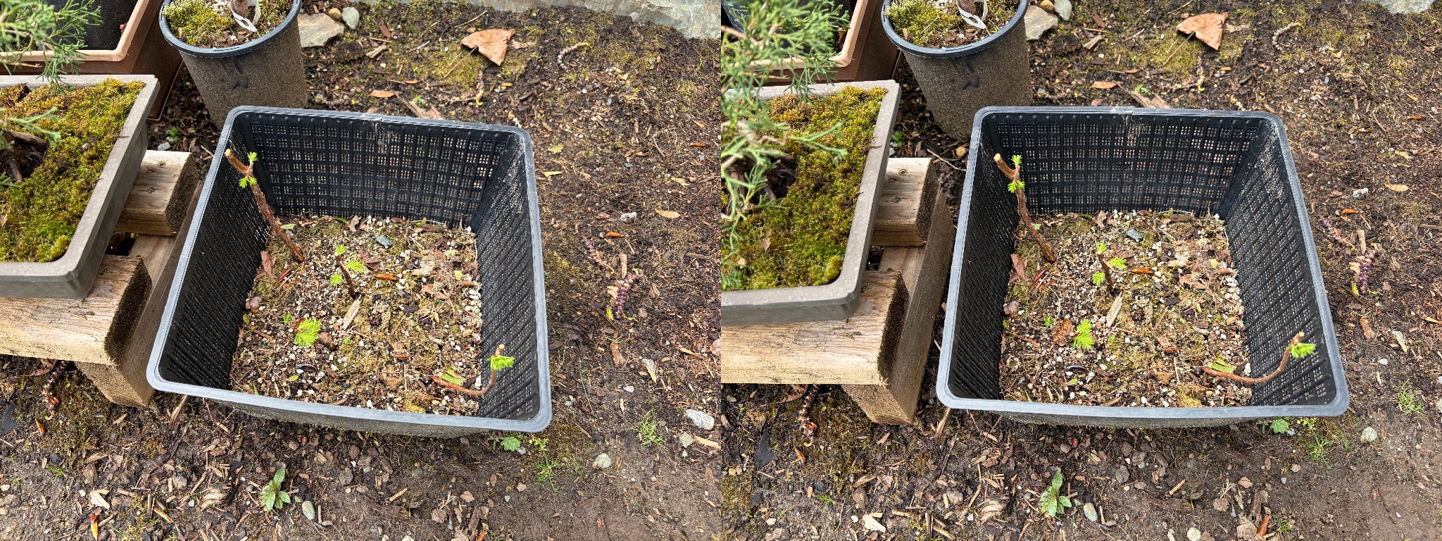 Dawn Redwood 3 — Prune — 2026-03-28