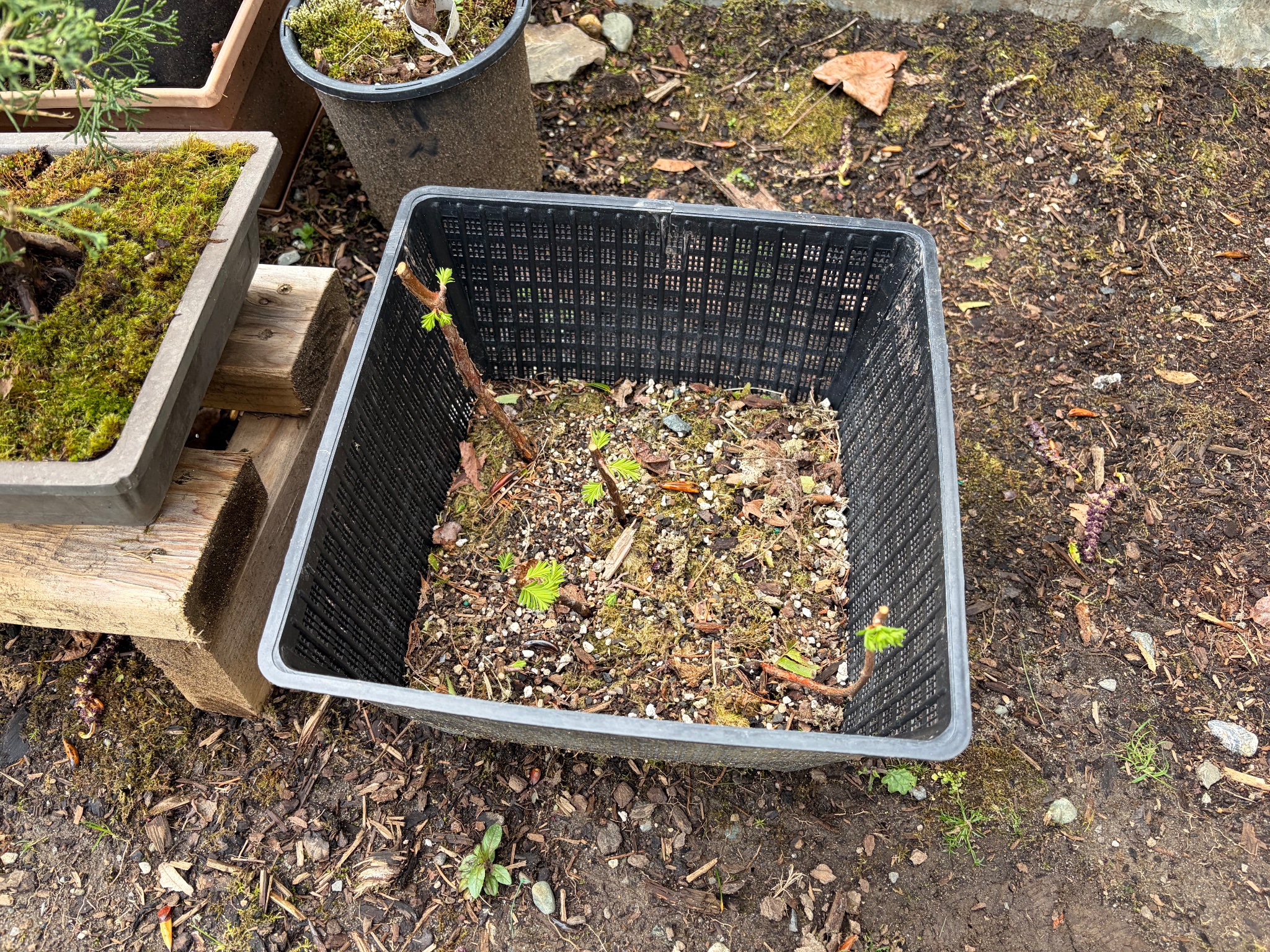 Dawn Redwood 3 — Prune — 2026-03-28