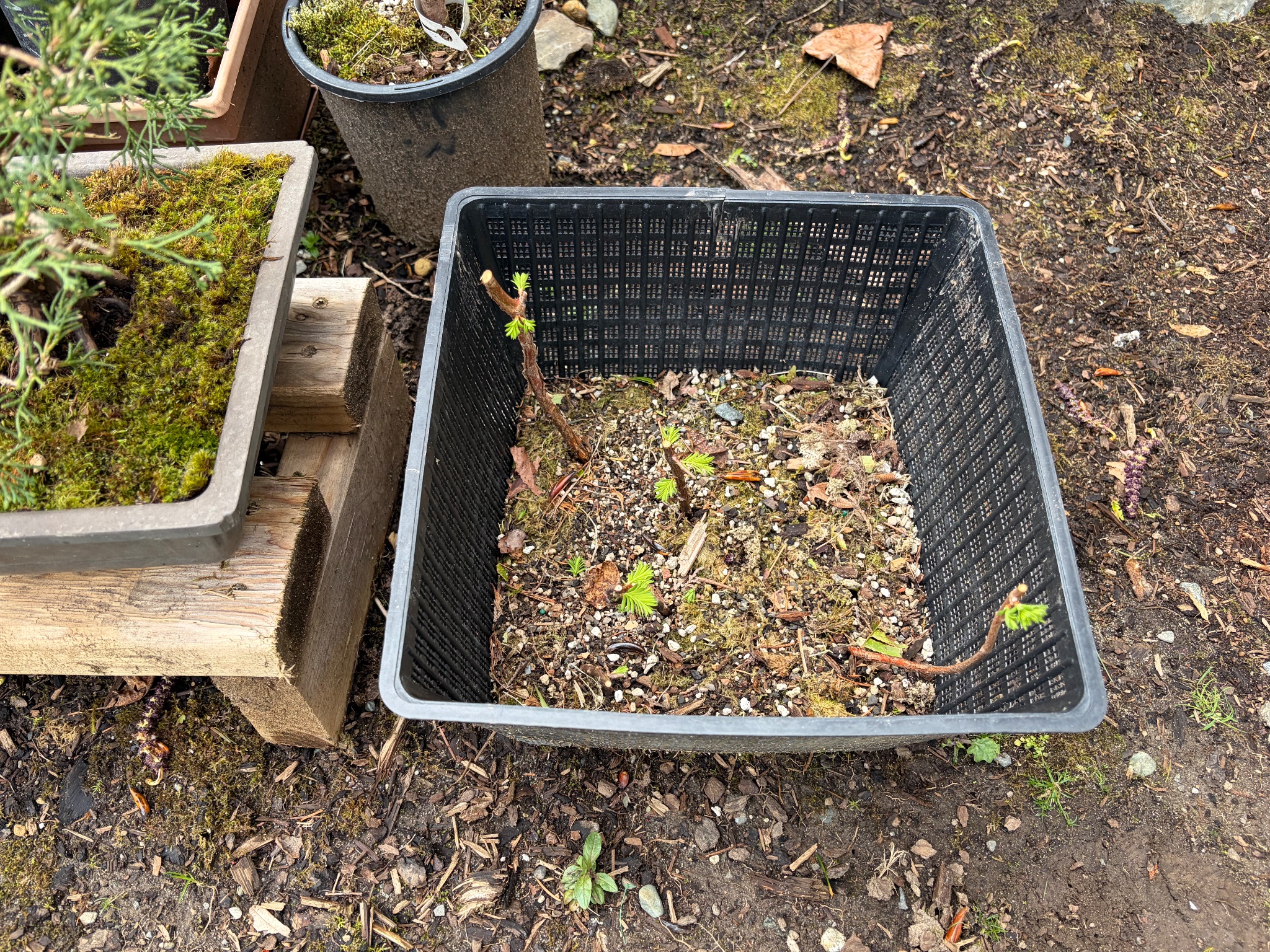 Dawn Redwood 3 — Prune — 2026-03-28