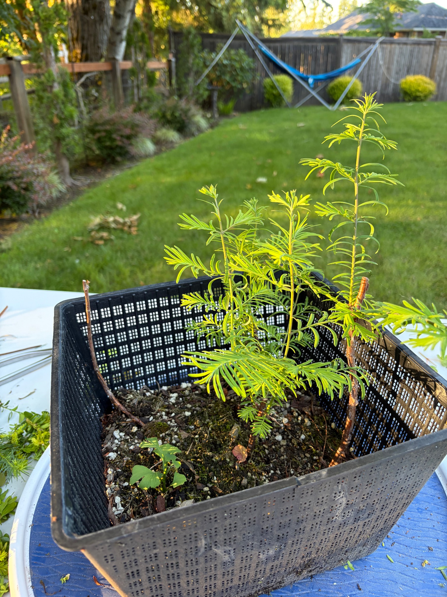 Dawn Redwood 3 — Observation — 2026-06-13