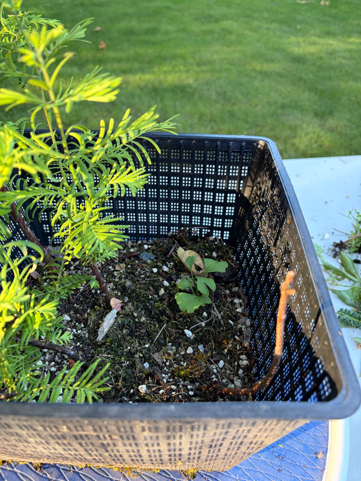 Dawn Redwood 3 — Observation — 2026-06-13