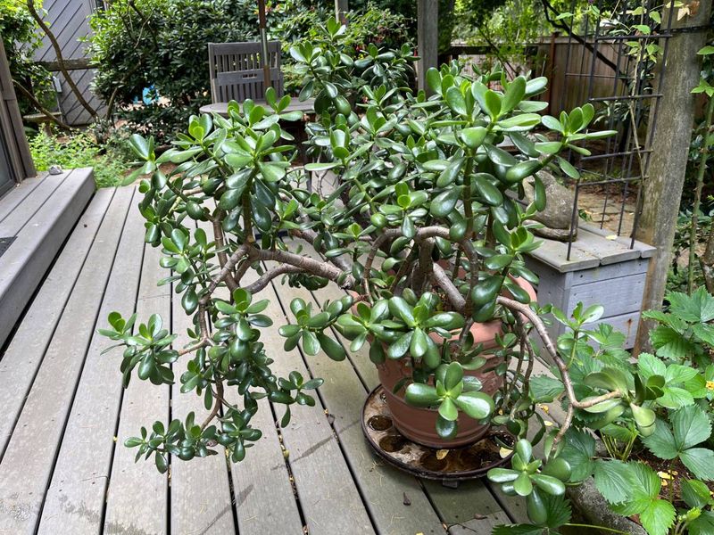 Dwarf Jade 1 — Other — 2025-07-10