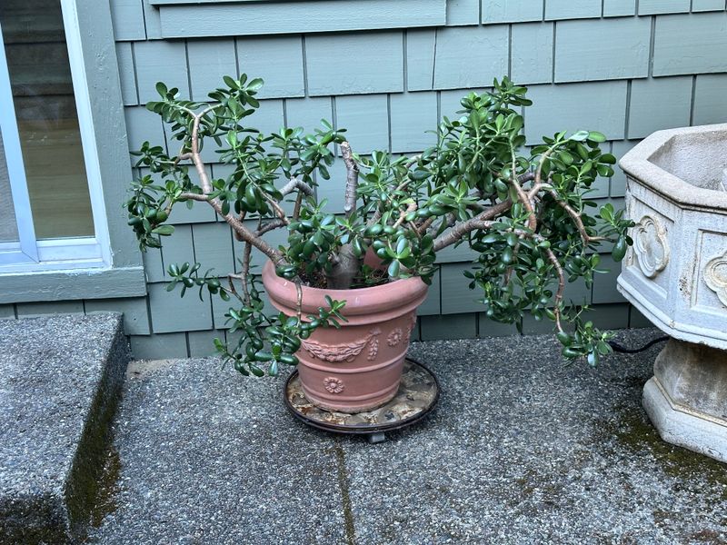 Dwarf Jade 1 — Other — 2025-07-24
