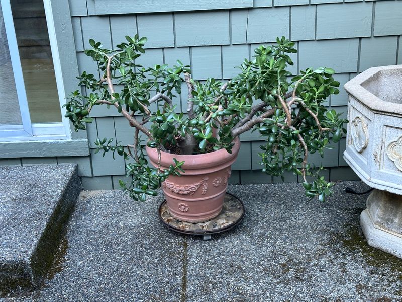 Dwarf Jade 1 — Other — 2025-07-24