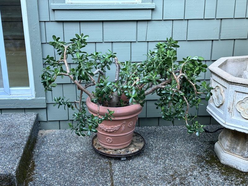 Dwarf Jade 1 — Other — 2025-07-24