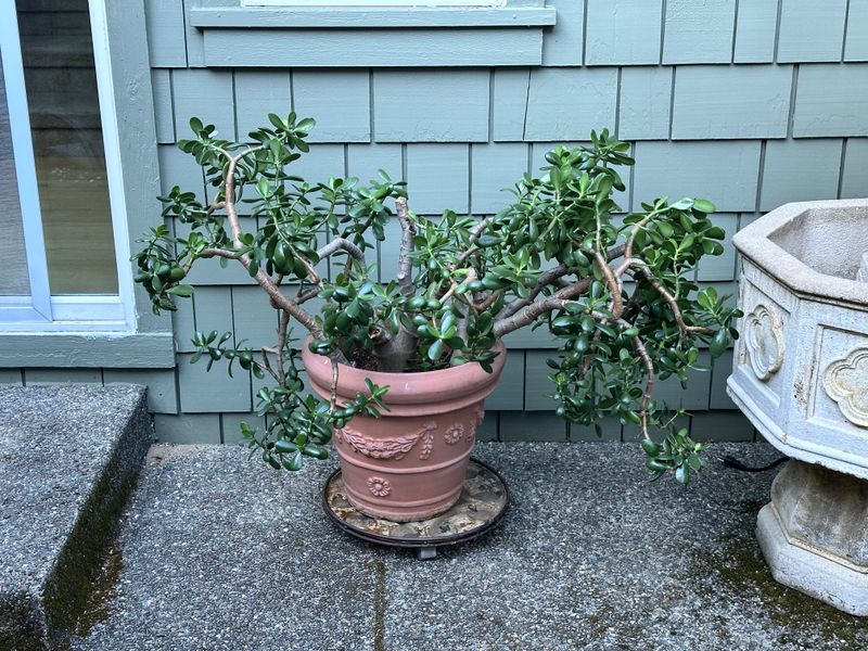 Dwarf Jade 1 — Other — 2025-07-24