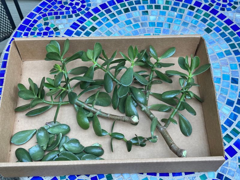 Dwarf Jade 1 — Other — 2025-07-25
