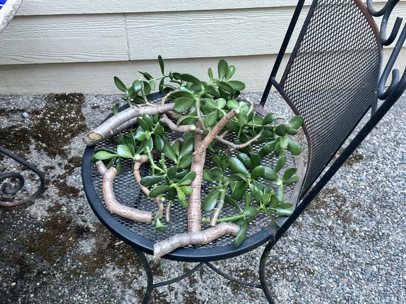 Dwarf Jade 1 — Pruned — 2025-07-26
