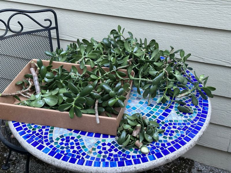 Dwarf Jade 1 — Pruned — 2025-07-26