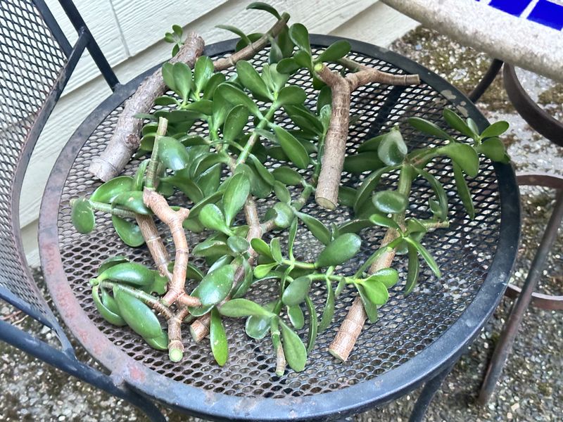 Dwarf Jade 1 — Pruned — 2025-07-26