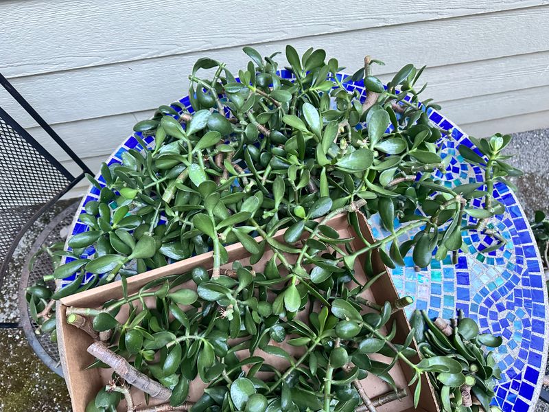 Dwarf Jade 1 — Pruned — 2025-07-26