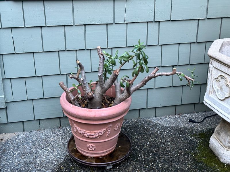 Dwarf Jade 1 — Pruned — 2025-07-26