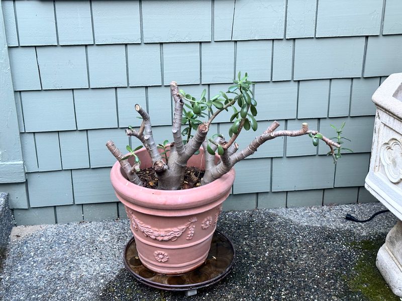 Dwarf Jade 1 — Pruned — 2025-07-26