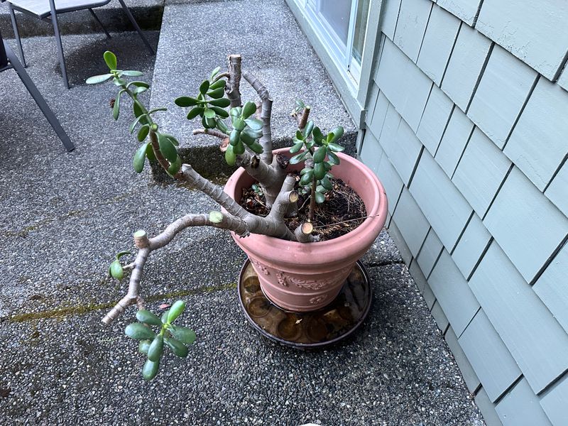 Dwarf Jade 1 — Pruned — 2025-07-26