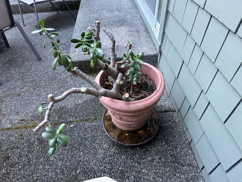 Dwarf Jade 1 — Pruned — 2025-07-26