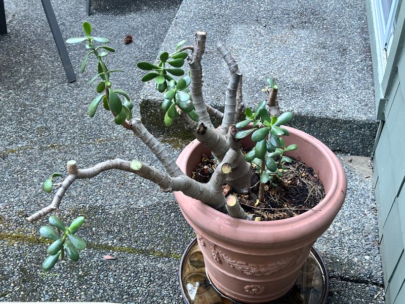 Dwarf Jade 1 — Pruned — 2025-07-26