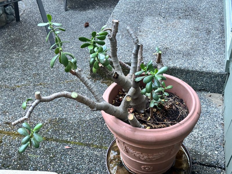 Dwarf Jade 1 — Pruned — 2025-07-26