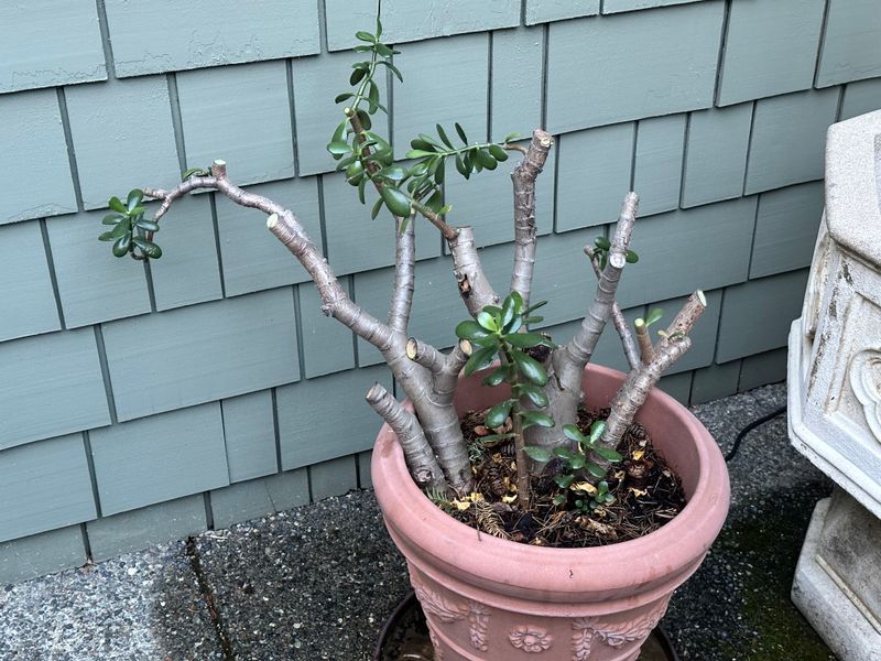 Dwarf Jade 1 — Pruned — 2025-07-26