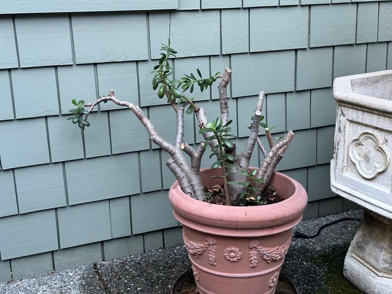 Dwarf Jade 1 — Pruned — 2025-07-26
