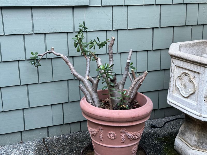 Dwarf Jade 1 — Pruned — 2025-07-26