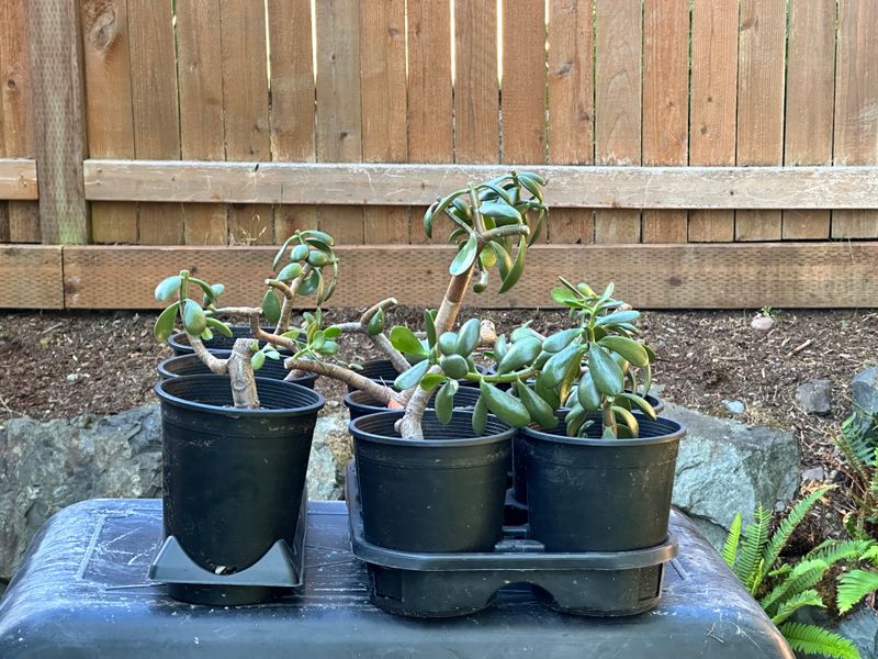 Dwarf Jade 1 — Observation — 2025-07-28