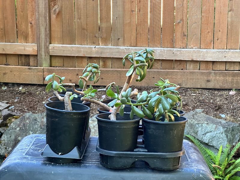 Dwarf Jade 1 — Observation — 2025-07-28