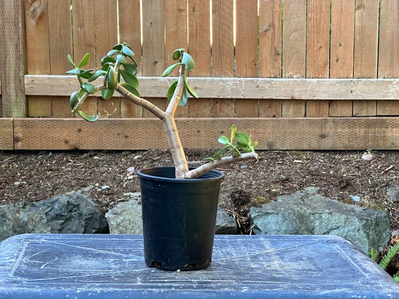 Dwarf Jade 1 — Observation — 2025-07-28