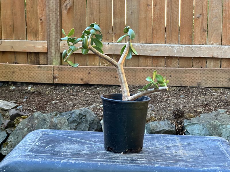 Dwarf Jade 1 — Observation — 2025-07-28