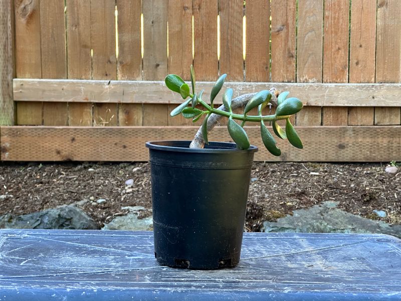 Dwarf Jade 1 — Observation — 2025-07-28