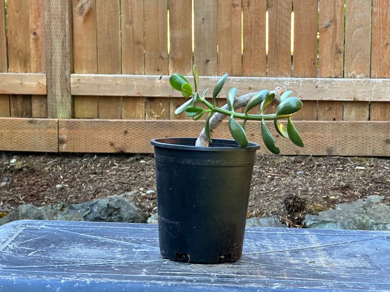 Dwarf Jade 1 — Observation — 2025-07-28